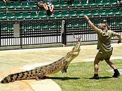 Steve Irwin at Australia Zoo