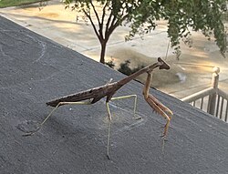 Stagmomantis