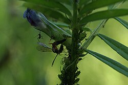 An ichneumonid wasp ovipositing inside a hoverfly larva