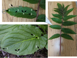 Top and right: staghorn sumac, Rhus typhina (compound leaf) Bottom: skunk cabbage, Symplocarpus foetidus (simple leaf) ApexPrimary veinSecondary veinLaminaLeaf marginRachis