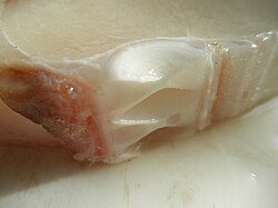The physical appearance of cartilage