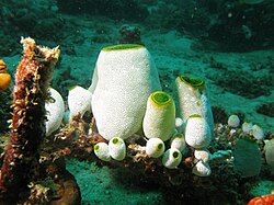 A colony of Didemnum molle, with budding juveniles
