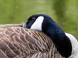 A Canada goose tucking its bill under its wing
