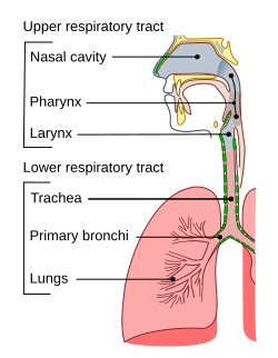 The lungs as main part of respiratory tract