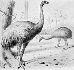 A restoration of Dinornis robustus and Pachyornis elephantopus, both from the South Island
