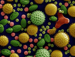 Colorized scanning electron microscope image of pollen grains from a variety of common plants: sunflower (Helianthus annuus), morning glory (Ipomoea purpurea), prairie hollyhock (Sidalcea malviflora), oriental lily (Lilium auratum), evening primrose (Oenothera fruticosa), and castor bean (Ricinus communis).