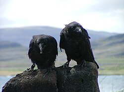 Two juveniles in Iceland