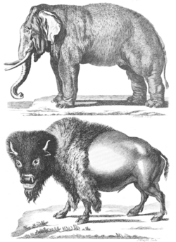 Elephant and bison, from the History of Quadrupeds (1793)