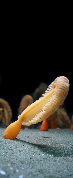 Sea pen at Vancouver Aquarium