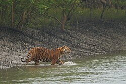 A Bengal tiger, the national animal, in the Sundarbans