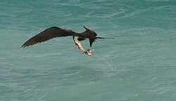 An immature great frigatebird performing a surface snatch on a sooty tern chick dropped by another bird