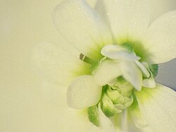 A double-flower mutant, first documented in 1873