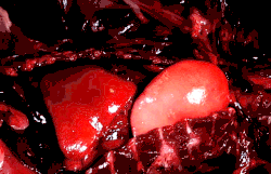 Raccoon lungs being inflated manually
