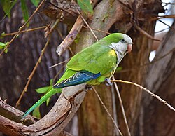 Female pet from a free flight session in Uruguay