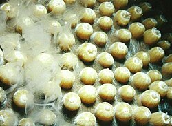 A male star coral releases sperm into the water.