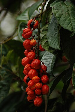 Guaraná fruits