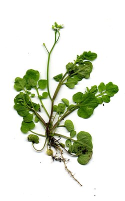 Complex leaves of Cardamine hirsuta result from KNOX gene expression