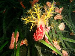 Dendrochirotida like this Cercodemas anceps are curled-bodied and have arborescent tentacles.