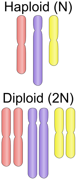 A haploid set that consists of a single complete set of chromosomes (equal to the monoploid set), as shown in the picture above, must belong to a diploid species. If a haploid set consists of two sets, it must be of a tetraploid (four sets) species.[1]