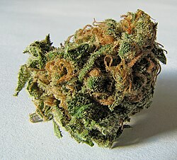 Cannabis is a commonly used recreational drug.[36]