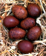 Very dark brown eggs of Marans, a French breed of chicken