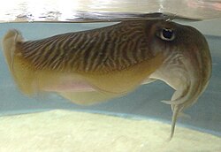 The common cuttlefish
