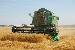 Harvesting oats with a combine harvester