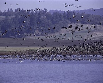 Ankeny Wildlife Refuge in Oregon, United States.