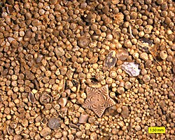 Ooids on the surface of limestone; Carmel Formation (Middle Jurassic) of southern Utah, USA.
