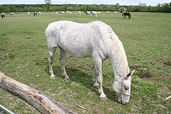 State Stud Farm Đakovo