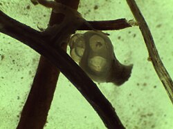 Microphoto (35x) of Gastropoda sp. from Holocene sediments of Amuq Plain SSE Turkey