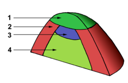 Organisation of an apical meristem (growing tip)Central zonePeripheral zoneMedullary (i.e. central) meristemMedullary tissue