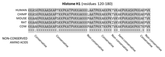 A multiple sequence alignment of mammalian histone H1 proteins. Alignment positions conserved across all five species analysed are highlighted in grey. Positions with conservative, semi-conservative and non-conservative amino acid replacements are indicated.[38]