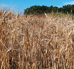 Durum wheat is tetraploid, derived from wild emmer wheat, which is a hybrid of two diploid wild grasses, Triticum urartu and a wild goatgrass such as Aegilops searsii or Ae. speltoides.[40]