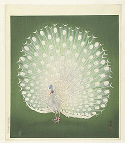 Japanese woodblock print of a white peacock, by Ohara Koson (小原 古邨), 1925–1936