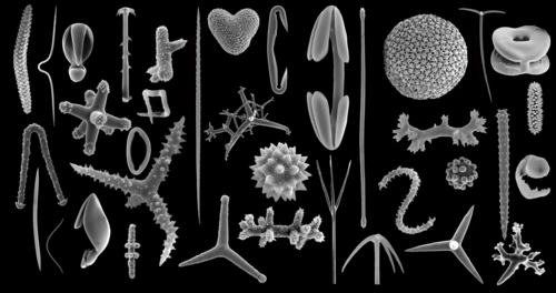Selection of microscleres and megascleres of demosponges [57] Not to scale — sizes vary between 0.01 and 1 mm