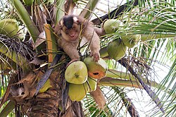 A southern pig-tailed macaque trained to harvest coconuts, Malaysia