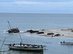 Smugglers in Mahajanga push a smuggling ship, with piles of illegal mangrove logs on the beach behind them