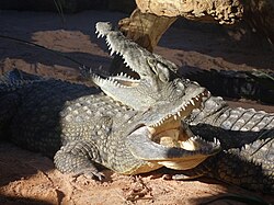 Captive crocodiles resting together with open jaws.