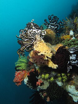 Multiple crinoids on a reef in Indonesia
