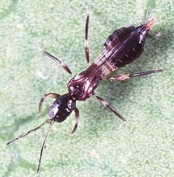 Adult Franklinothrips vespiformis (Aeolothripidae), a widely distributed tropical species