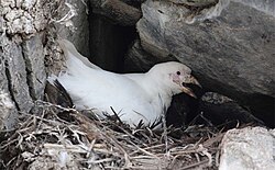 Snowy sheathbill in nest