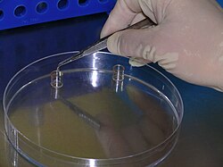 Cloning cell-line colonies using cloning rings