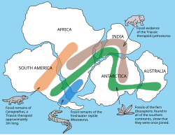 Biogeographic distribution of fossils in Pangaea