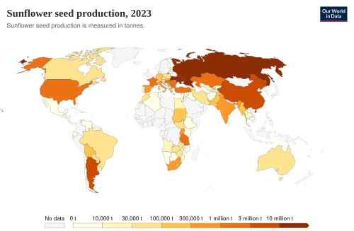 Sunflower seed production
