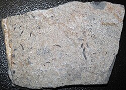 Cloudina may have been one of the first mineralized animals to appear, although its life appearance and evolutionary affinities remain unknown.[1]