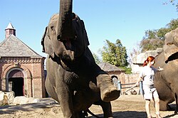 Asian elephants with zookeeper during a show