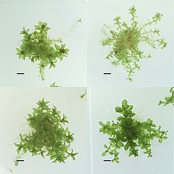 Four different ecotypes, i.e. ecological races, of the species Physcomitrella patens, stored at the International Moss Stock Center