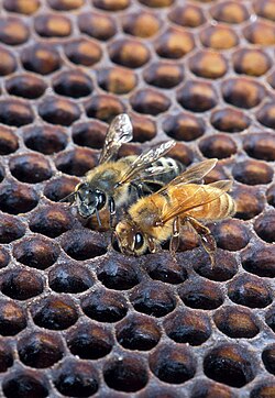 An Africanized honey bee (left) and a European honey bee on a honeycomb