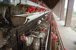A simple battery cage system with no conveyors for feed or eggs